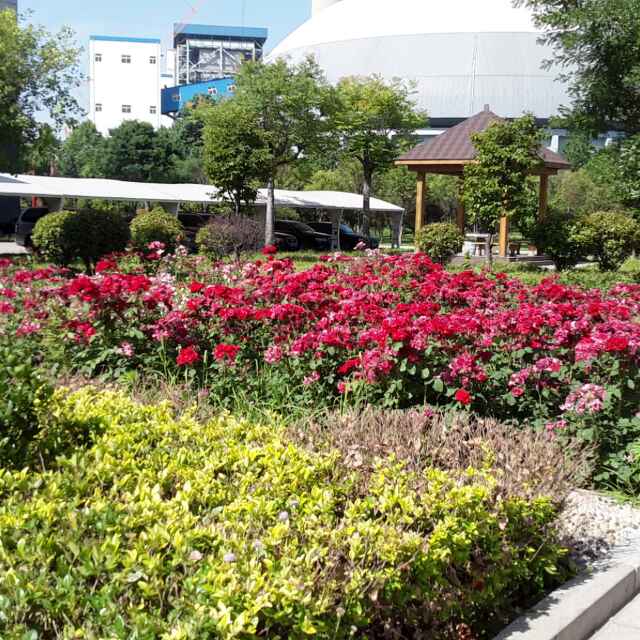 听了知青歌曲我们这一辈与共和国同年岁,看了