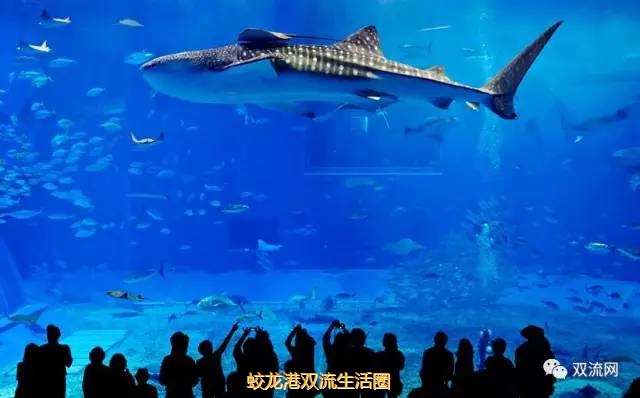 【收藏】最新蛟龙港公交线路发车站点、时间表