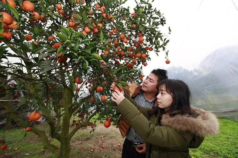 橙意十足,免费试吃"塔罗科血橙,尽在3月8日!