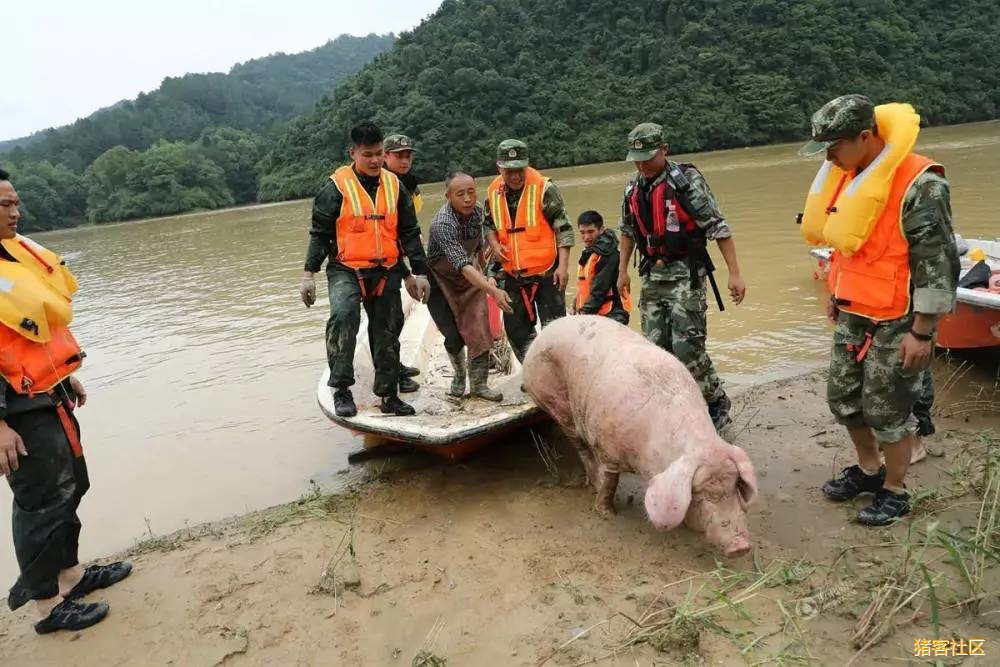 母猪中的'战斗猪,被山洪冲到下游20公里奇迹生还