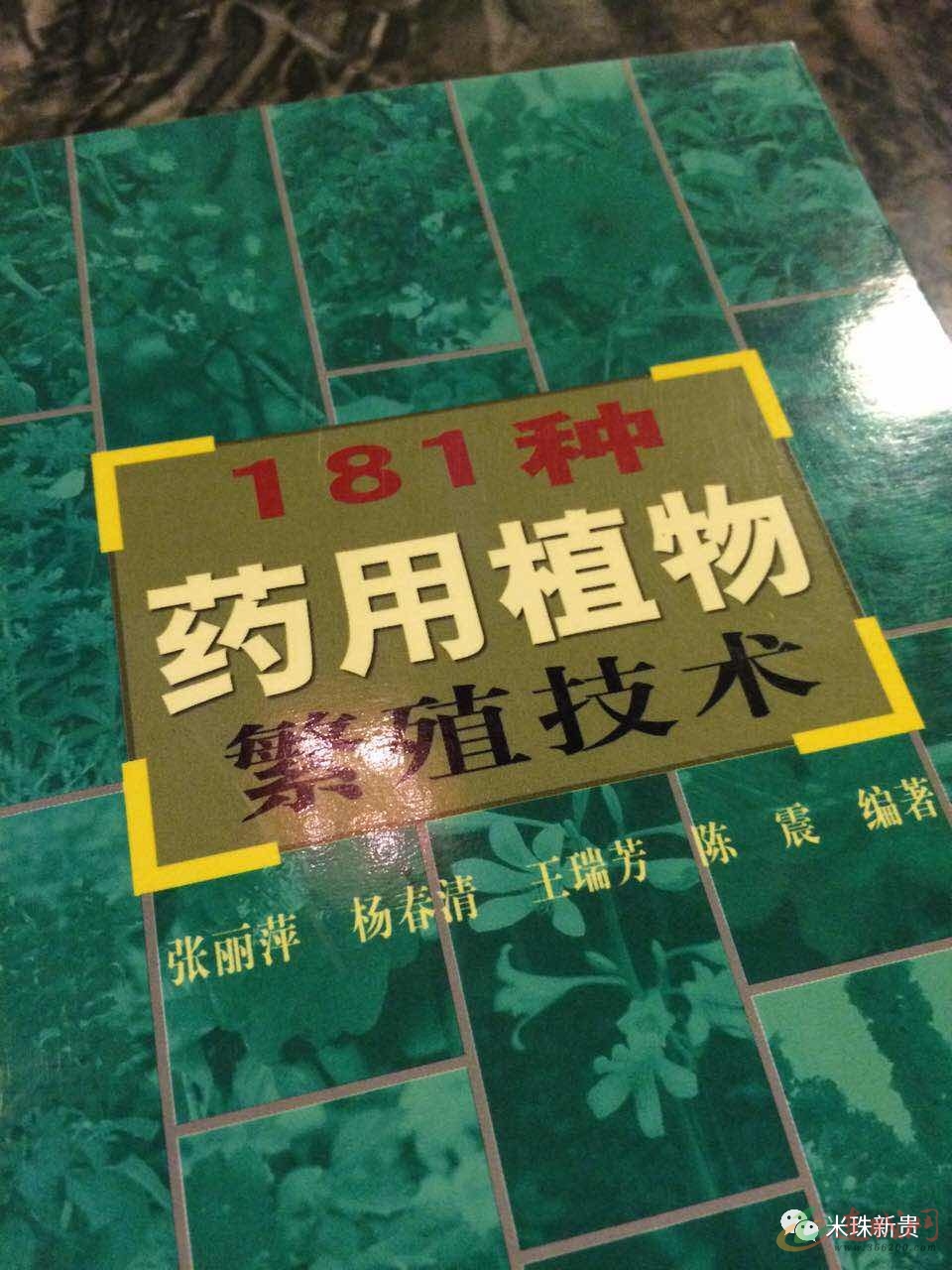 连城郑姓人口_郑姓头像