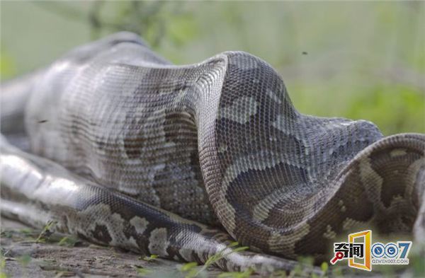 非洲岩蟒张血盆大口活吞黑斑羚