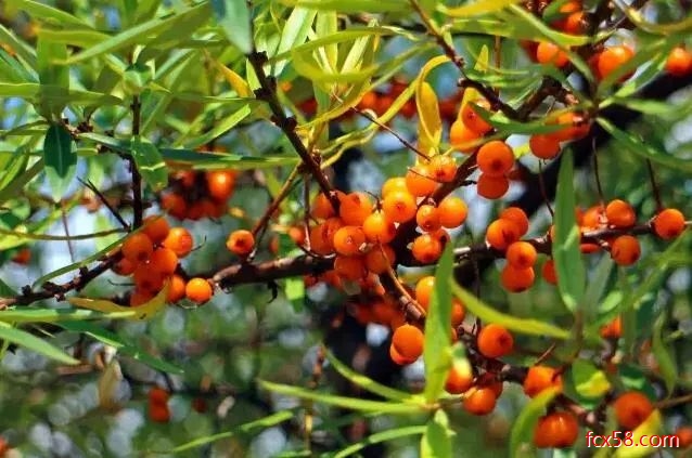 【曝光】无牌飙车！鼎鑫生物7载直销路