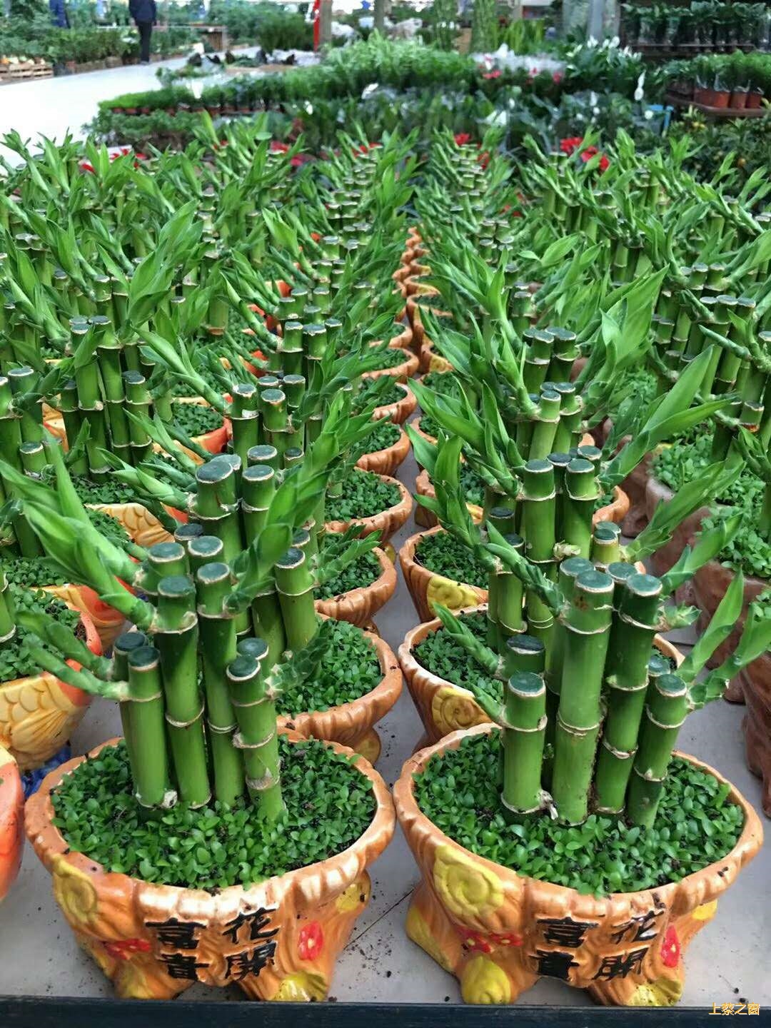 开运竹,转运竹,富贵竹等各种发财竹欢迎咨询订购电话:1561   _微赞云