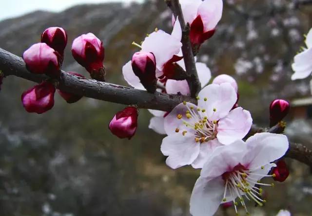 樱桃花