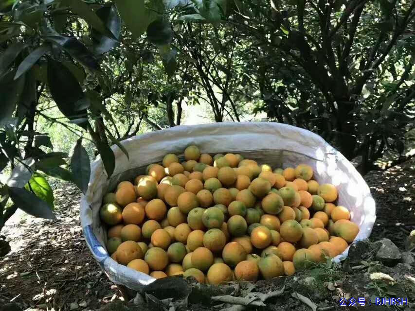 秭归夏橙主产区常年气候湿润光照充足,果树临