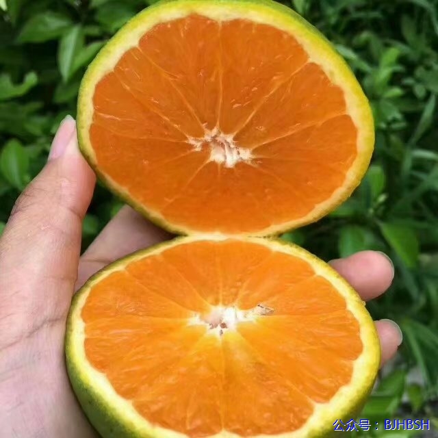 秭归夏橙主产区常年气候湿润光照充足,果树临