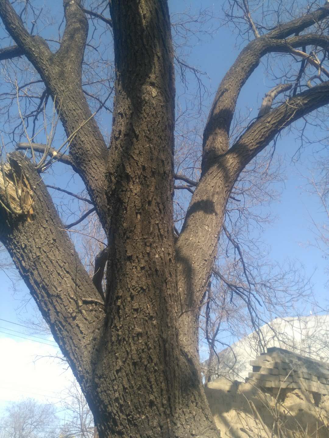 百年古国槐树,俗称〈笨槐〉