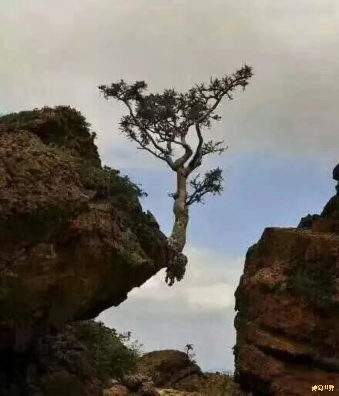 绝处逢生/姜道阳