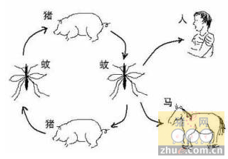 猪为乙脑的主要传染源