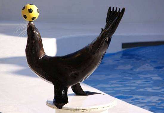 嗨翻定州海狮表演!尽在中天广场开幕盛世