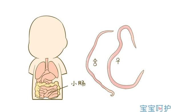 寶媽可以在寶寶入睡後1～3小時檢視肛門,如有蟲體爬出,可用鑷子夾