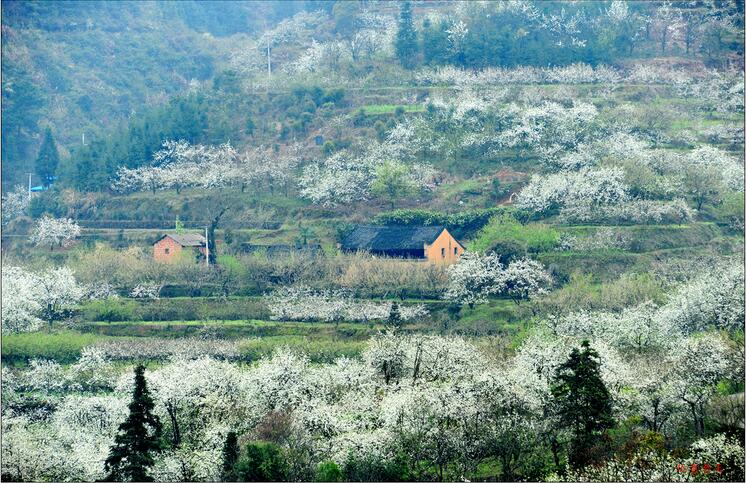 灌阳米竹山梨花图片