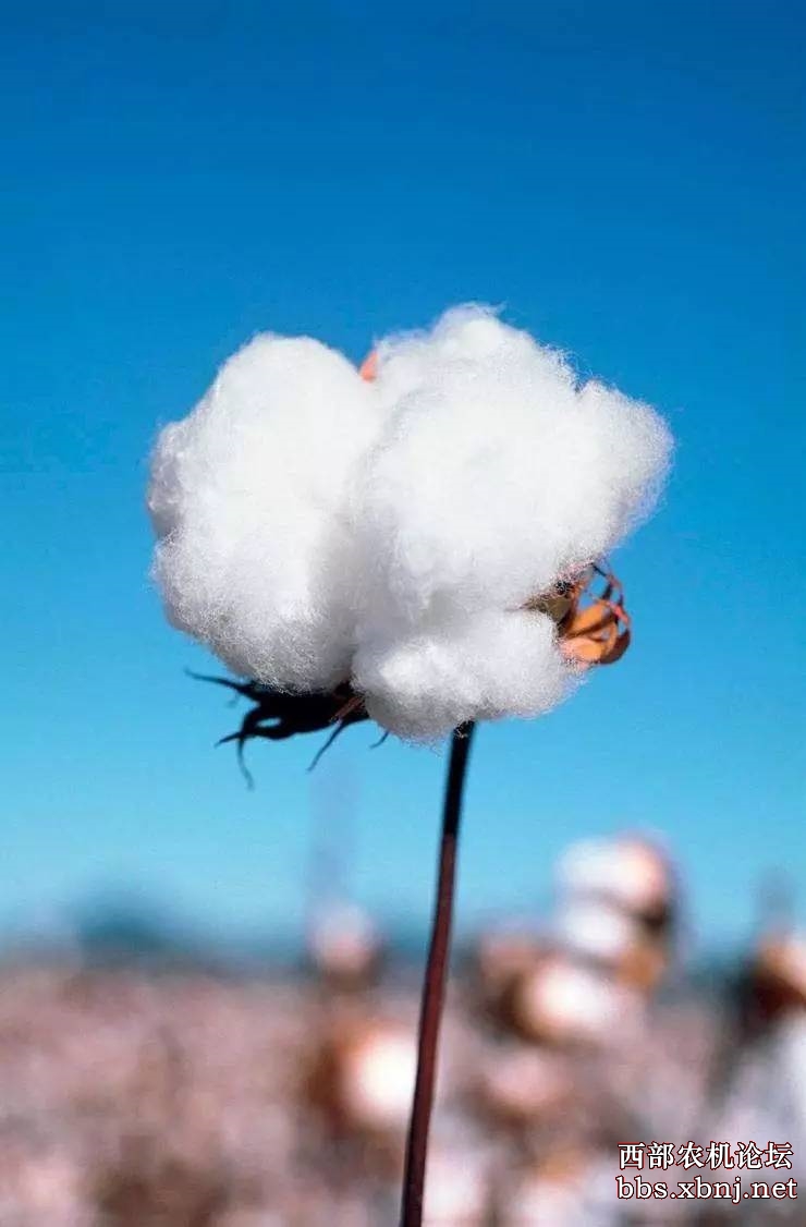 而你是离我最近最静,最温婉的一朵白棉花.