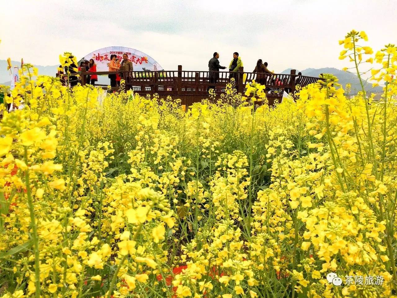 湖南茶陵"万亩花海"让您赏过瘾