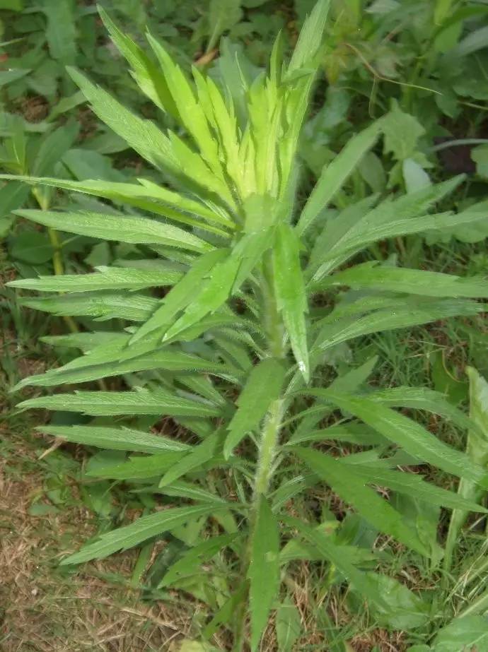 這個都見過吧,別名小蓬草,加拿大蓬,小白酒草,祁州一枝蒿,常生於懇鞍