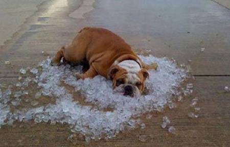 把大家热成dog呢