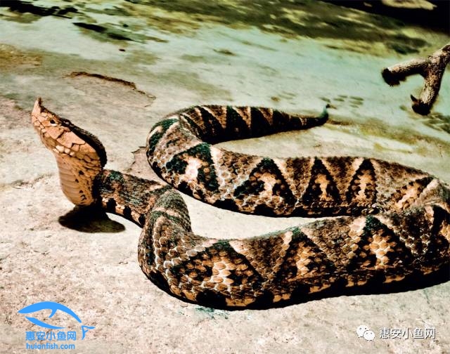 警惕|昨天盛传泉港被打死的毒蛇不是真的!而是这条"五步蛇"