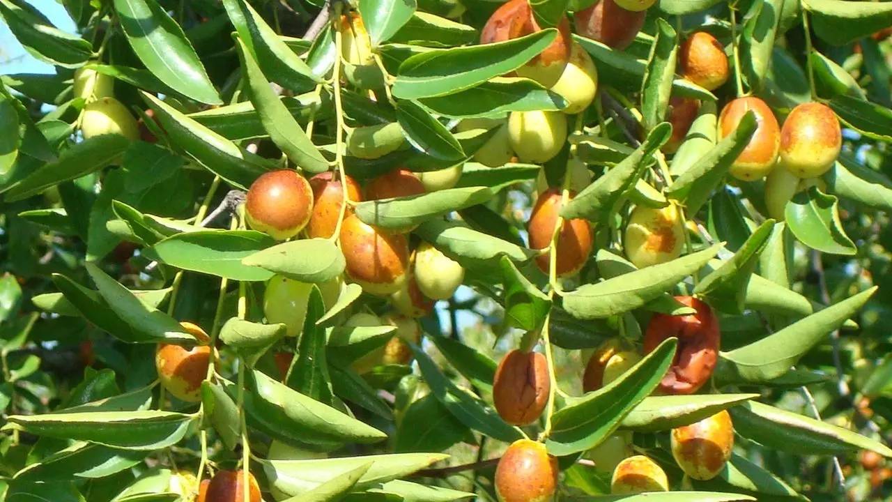 8月5,6日橫縣茉莉花之鄉,中華茉莉花園,金棗採摘一日遊59元