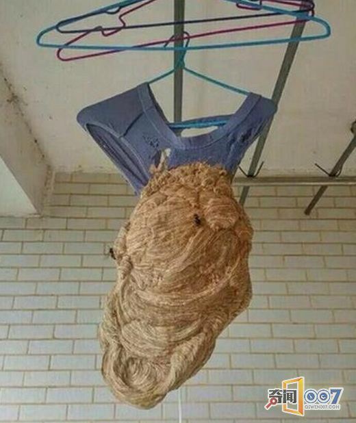 放暑假前阳台的内裤忘了收 开学看到后傻眼了!