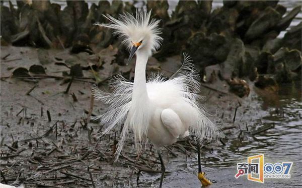 摄影师抓拍"炸毛"雪鹭风中凌乱