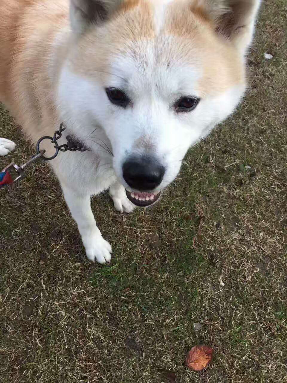 3小时前 1楼【寻狗】秋田犬 黄白相间