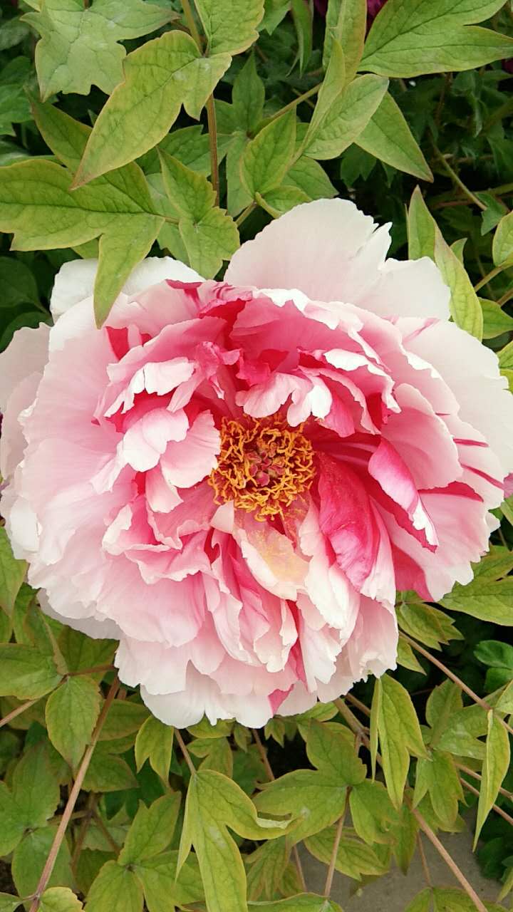 临夏古河州牡丹园