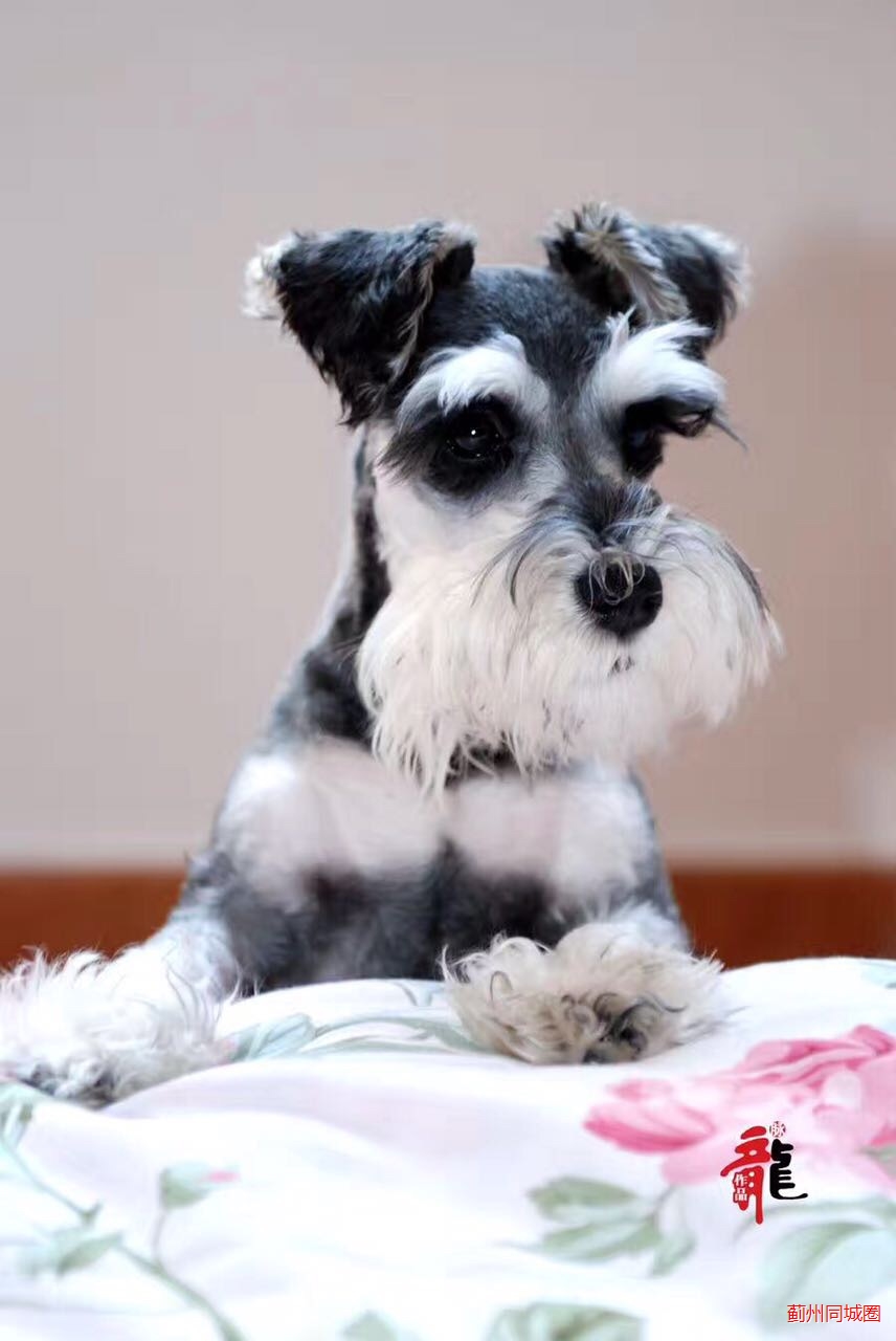 出售一只精品黑银小雪弟弟,三个半月,体态完美,毛量