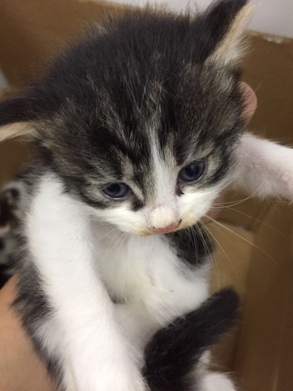 家养小猫 免费送刚满月 已做驱虫 会用猫砂 有领养的 请联   _微赞云