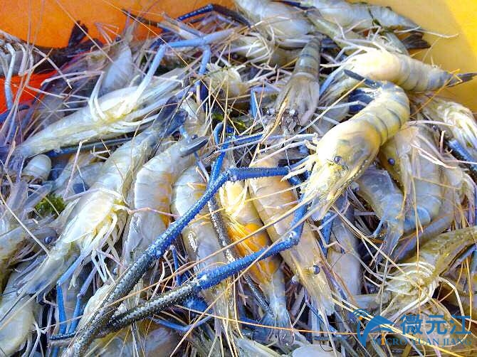 罗氏沼虾.鲜活大虾又来啦!