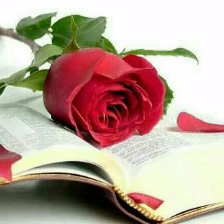 圣经中的沙仑玫瑰图片图片