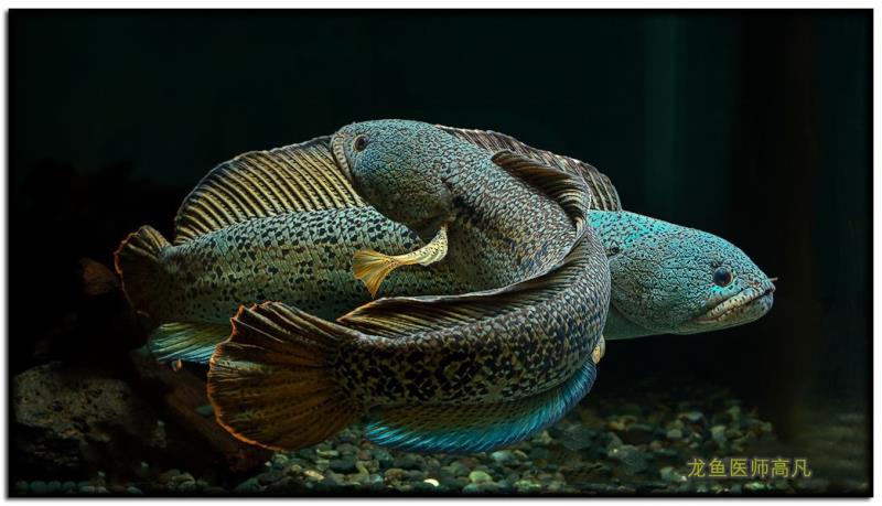 巴卡――雷龙鱼友眼中的梦幻品种