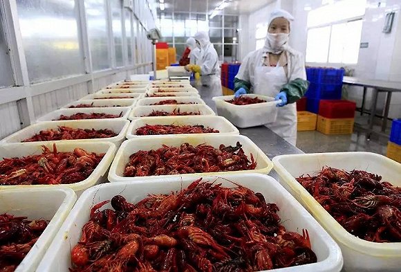 工作内容:大小龙虾加工(剥虾  ) 工作简单轻松,纯手工操作,对身体无