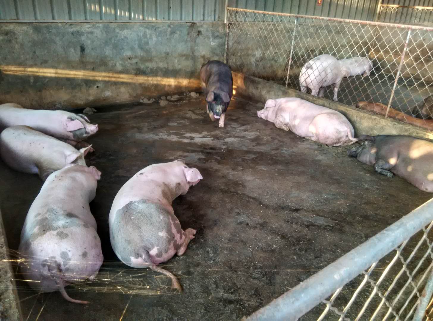 出售三月杂肉猪15头,均重在250斤左右,地址琼海会山附近,   _微赞云