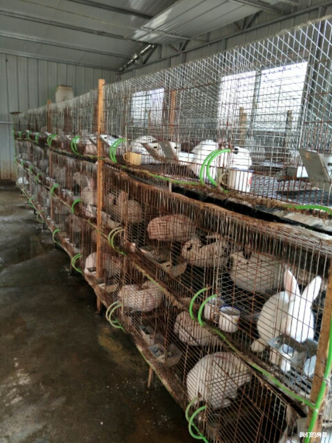 福建黄兔养殖场图片