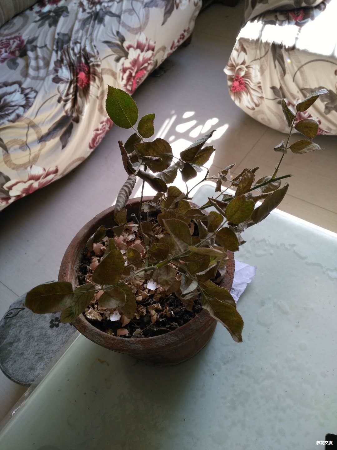 月季花刚开过两朵花,然后就变成这样了,是怎么回事?(没有缺水 微赞